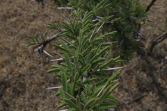 Vachellia schaffneri