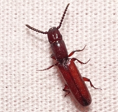 Taphroscelidia linearis