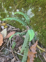 Asplenium resiliens image