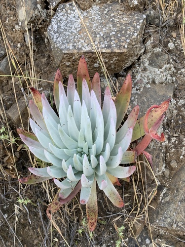 Dudleya virens