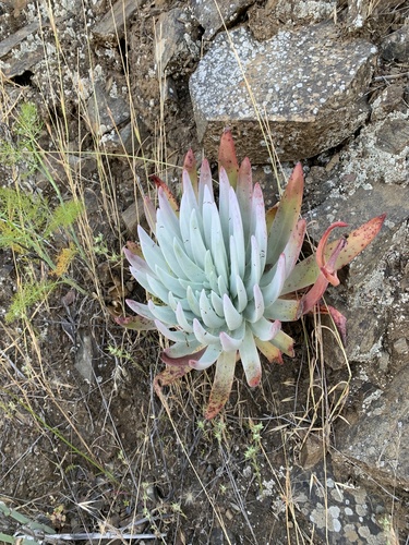 Dudleya virens
