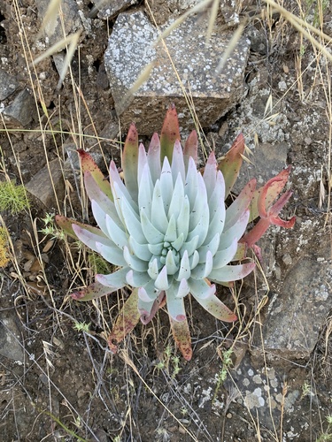 Dudleya virens