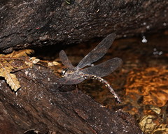 Austroaeschna atrata