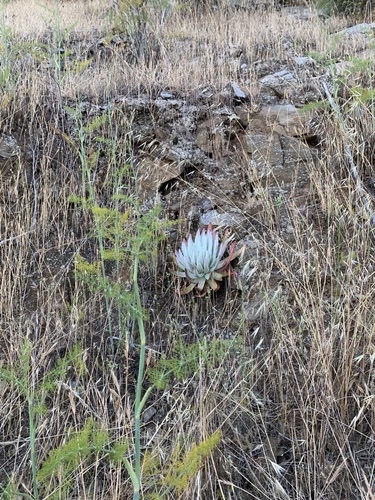 Dudleya virens