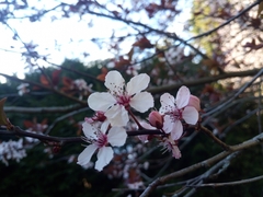 Prunus