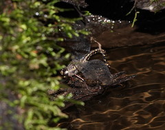 Austroaeschna atrata