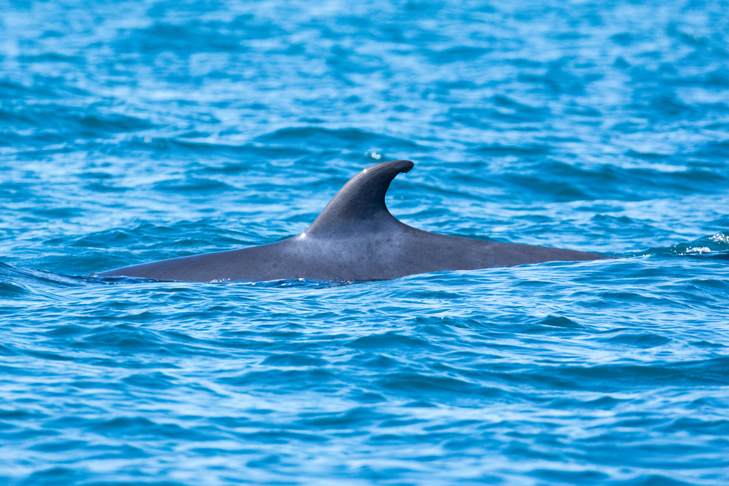 Balaenoptera acutorostrata<br>24 June, 2025