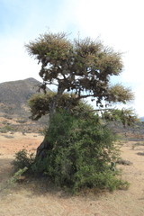 Vachellia schaffneri