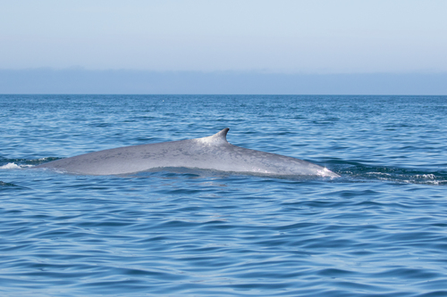 Plavi kit (Balaenoptera musculus)
