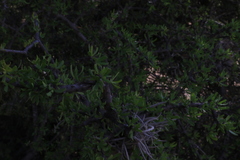 Vachellia schaffneri