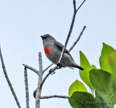 Ashy Flowerpecker photo 4