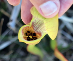 Exyra semicrocea