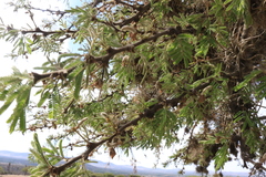 Vachellia schaffneri