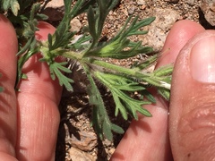Glandularia latilobata