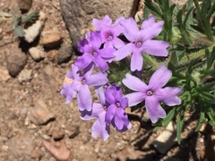 Glandularia latilobata