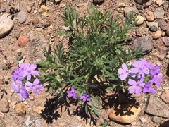 Glandularia latilobata