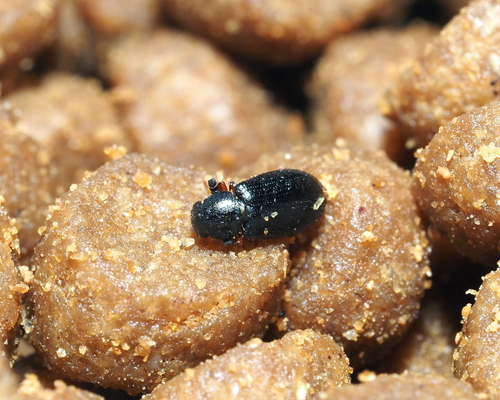 Red-legged Ham Beetle photo 4