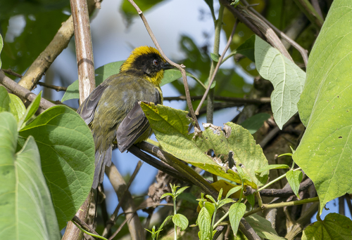 Tricolored Brushfinch (Atlapetes tricolor), photo 8