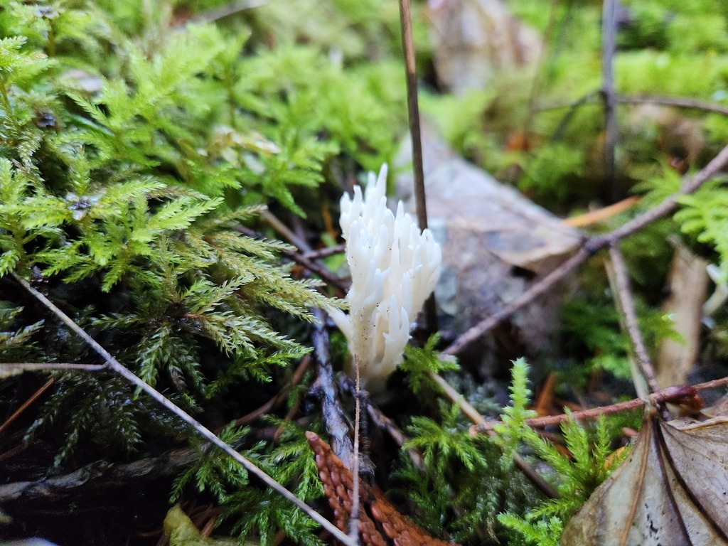 White Coral Fungus from Pierce County, WA, USA on November 24, 2023 at ...