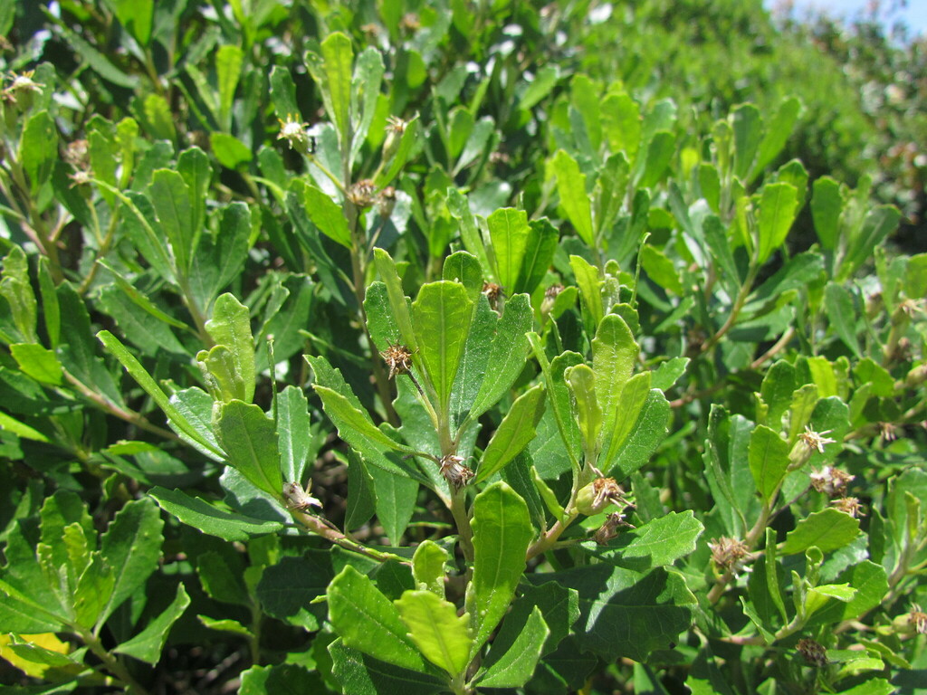 Baccharis longiattenuata