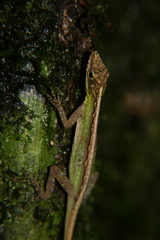 Chimbo Anole photo 2