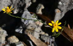 Oxypappus scaber