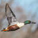 Northern Shoveler - Photo (c) silvertop41, some rights reserved (CC BY-NC)