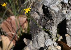 Oxypappus scaber