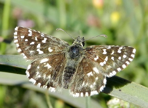 Southern Grizzled Skipper