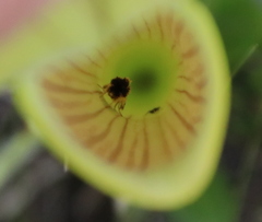 Exyra semicrocea