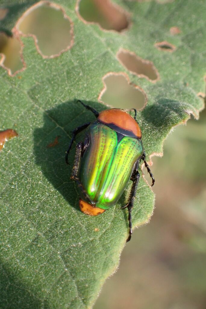 Amethyst Small Fruit Chafer from Ehlanzeni District Municipality, South ...