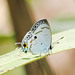 Hypolycaena xenia - Photo (c) Cheongweei Gan, some rights reserved (CC BY), uploaded by Cheongweei Gan