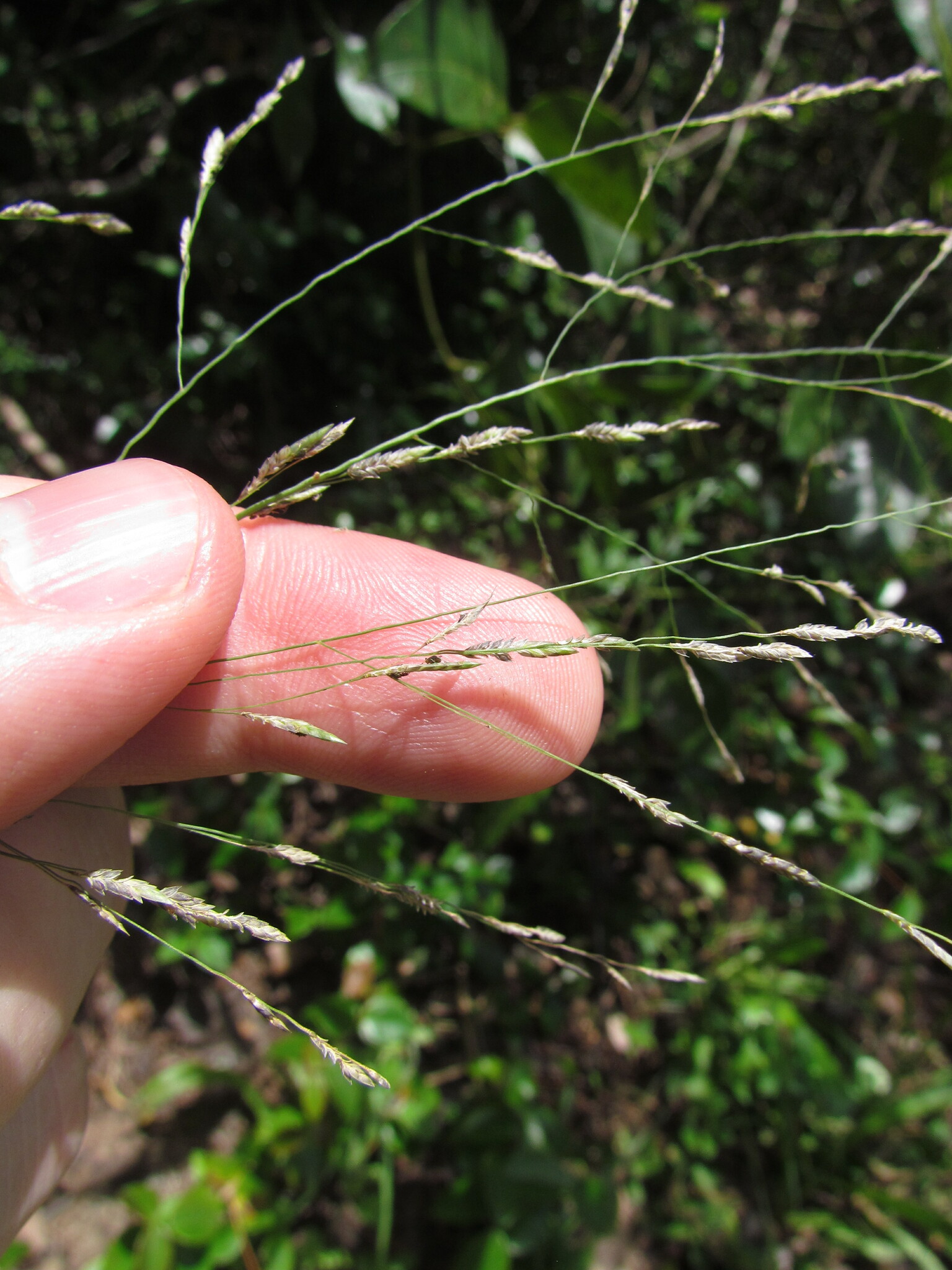 Eragrostis bahiensis