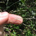 Eragrostis bahiensis - Photo (c) Funez, algunos derechos reservados (CC BY-NC), subido por Funez