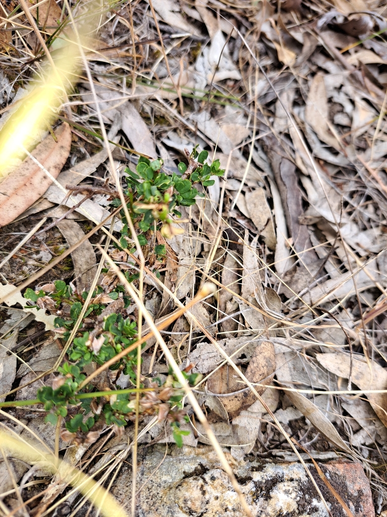 twiggy bush-pea from 2MF4+M5 Brown Hill hike trail 1, Brown Hill Creek ...