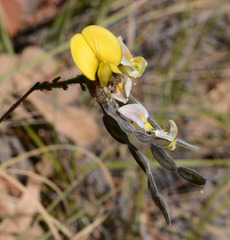 Aeschynomene fascicularis