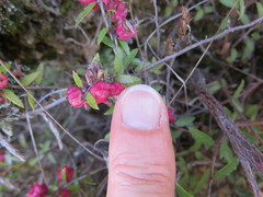 Gaultheria macrostigma