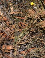 Aeschynomene fascicularis