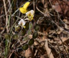 Aeschynomene fascicularis