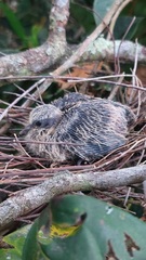 Pale-Vented Pigeon photo 6