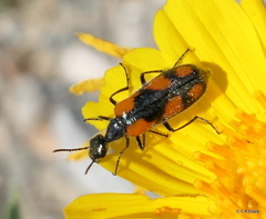 Eupompha elegans perpulchra