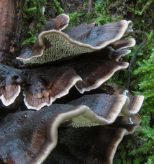 Phellodon nothofagi
