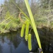 Carex pseudocyperus - Photo (c) bmiller001, algunos derechos reservados (CC BY-NC)