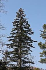 Picea jezoensis