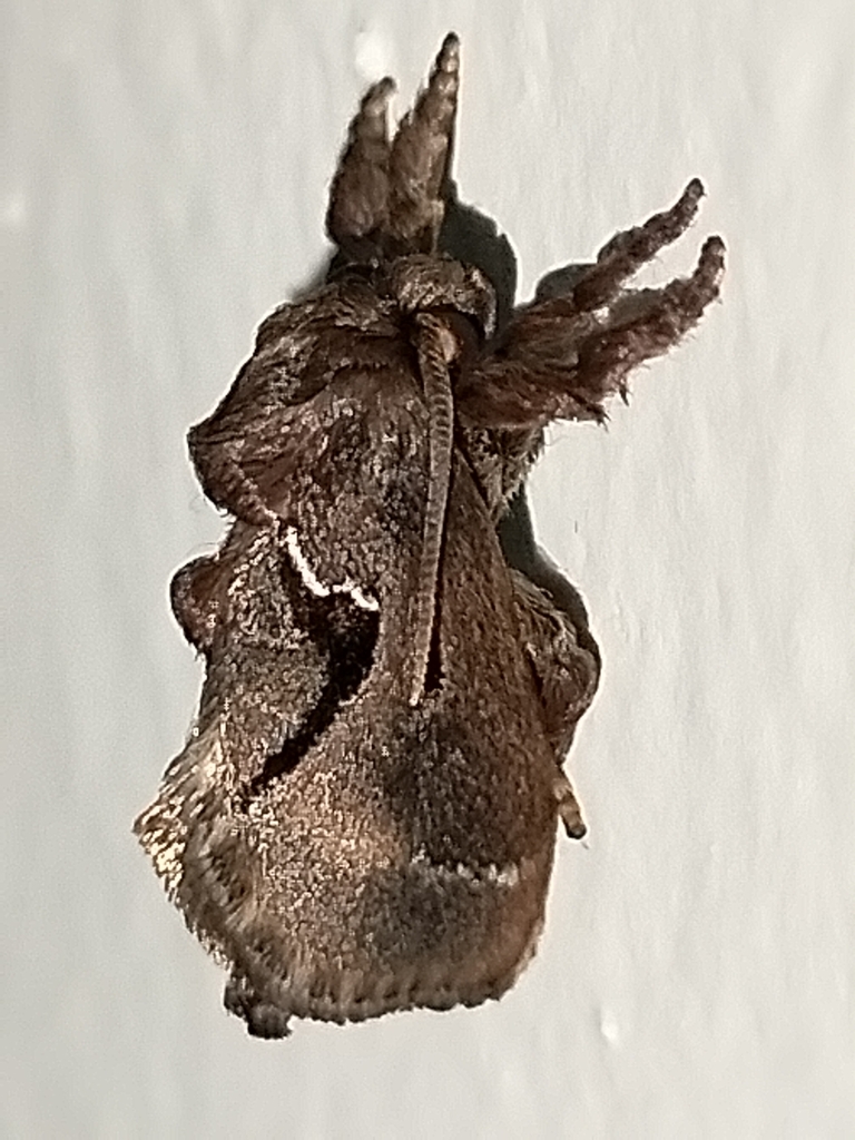 Euclea retroversa