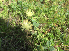 Trifolium fucatum