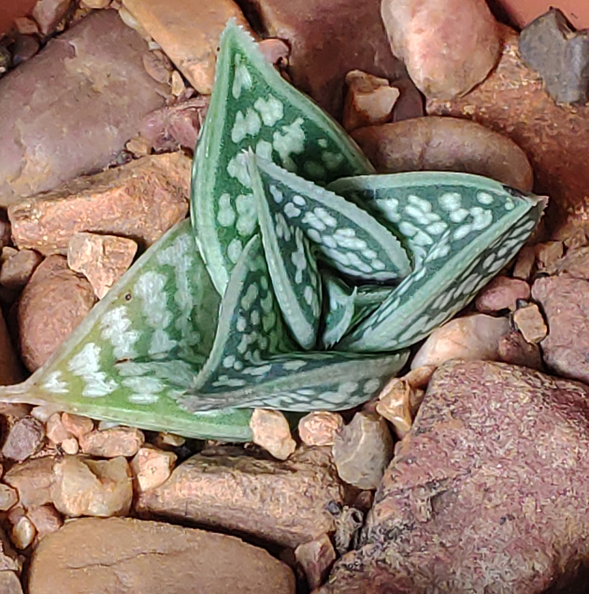 Gonialoe sladeniana