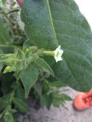 Nicotiana obtusifolia
