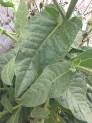 Nicotiana obtusifolia