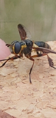 Trichopoda plumipes